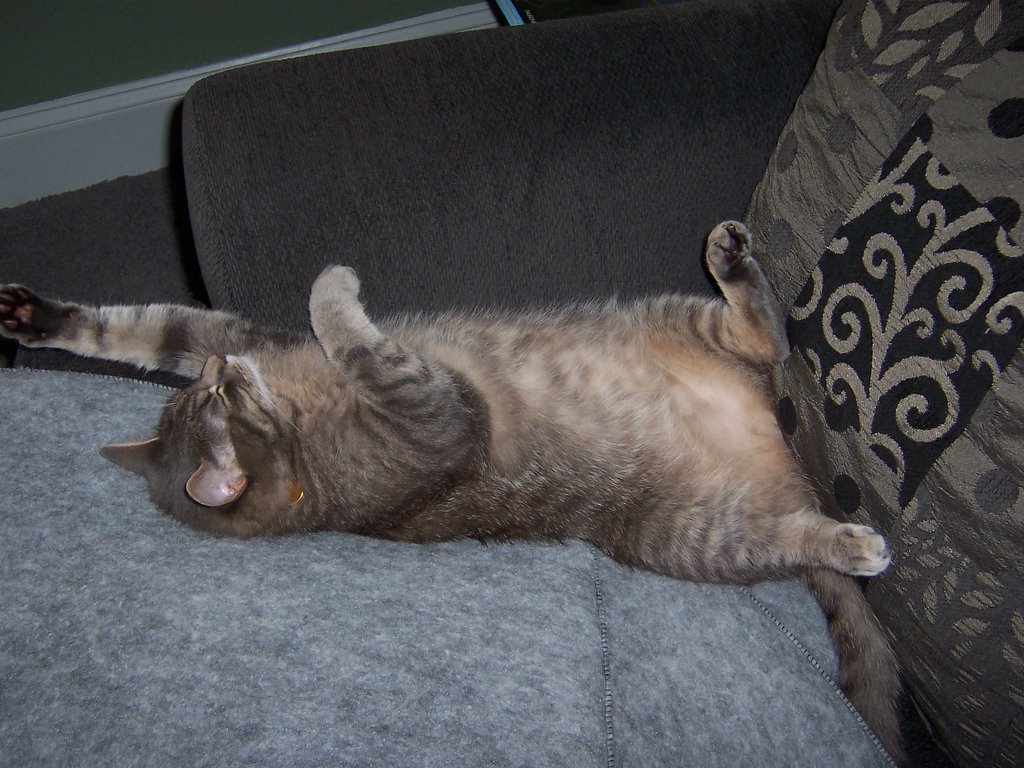 cats.jpg