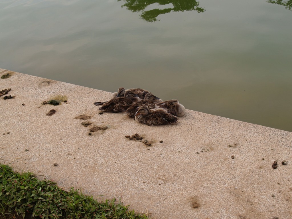 reflecting_pool_birds