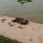 reflecting_pool_birds reflecting_pool_birds