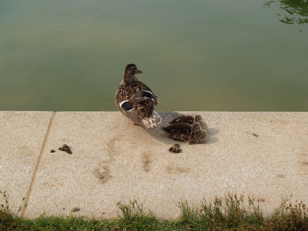 reflecting_pool_birds2