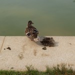 reflecting_pool_birds2 reflecting_pool_birds2
